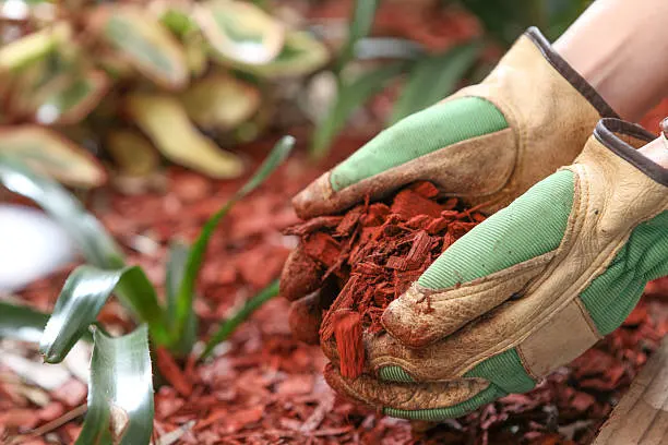 Mulching in Chico, CA