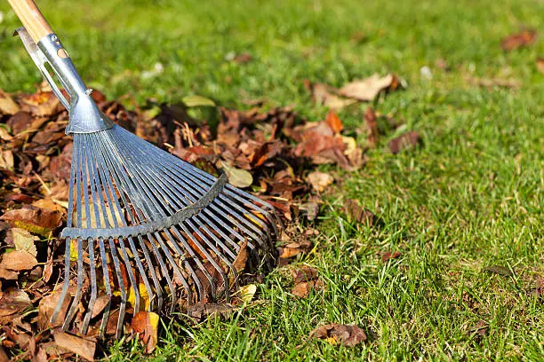 Yard Cleanup in Chico, CA